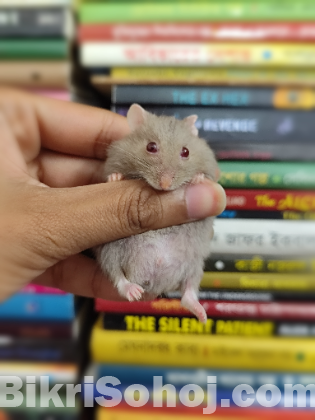 Male Campbell Dwarf Hamster